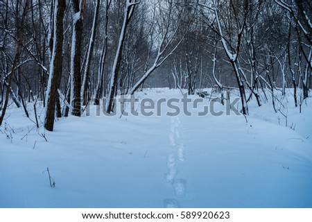Winter storm. The picture was taken in the beautiful and snowy forest. It was a very cold snowy morning. In the forest was a blizzard and trees covered with snow.