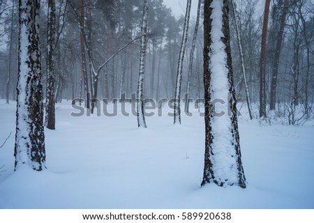 Winter storm. The picture was taken in the beautiful and snowy forest. It was a very cold snowy morning. In the forest was a blizzard and trees covered with snow.