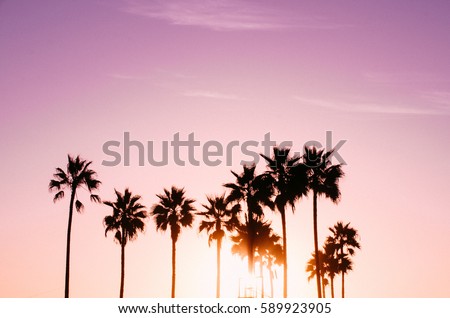 Pink palm tree sunset in Venice Beach, California.
