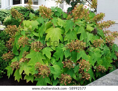 Oakleaf Hydrangea or Hydrangea Quercifolia Royalty-Free Stock Photo #58992577