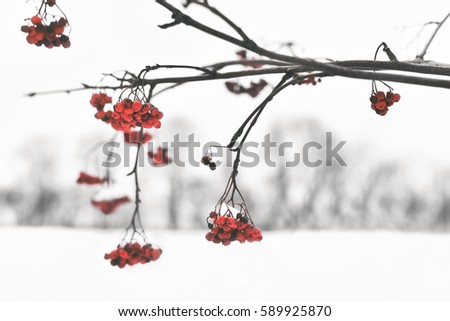Winter cranberry