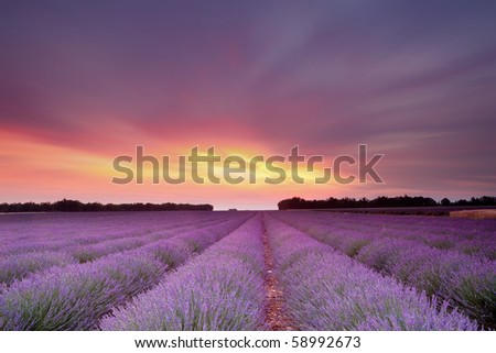 Sunset over a summer lavender field in Provence, France Royalty-Free Stock Photo #58992673