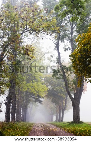 Gravel road alley in morning fog and autumn colors