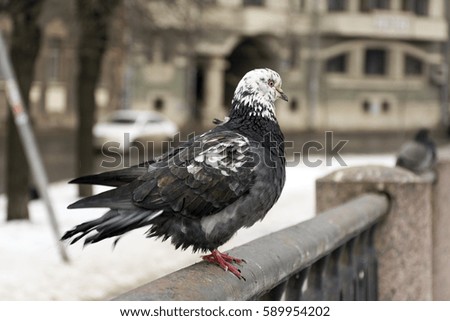 bird sitting on the fence, dove, city, day, feathers, beak, legs