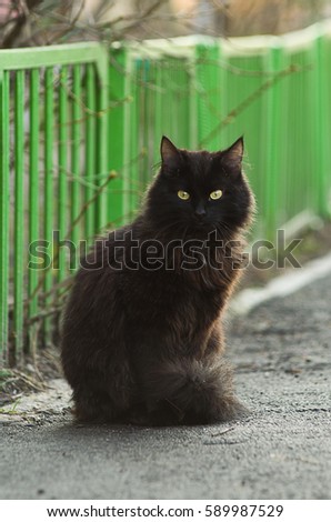 Black cat sitting on the pavement