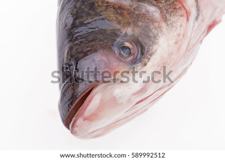 The head of the fish, close-up pictures 