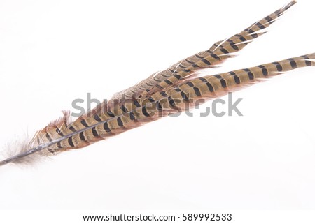 Pheasant feather, on a white background 