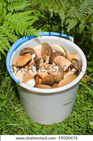 A bucket with mushrooms (Cep (Boletus edulis) among a grass.