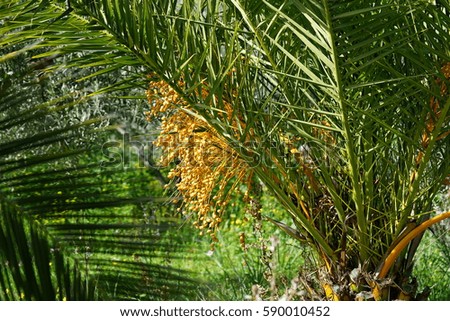 Date Palm tree in Galaxidi