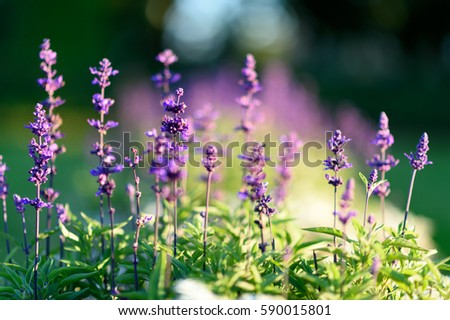 Amazing view of blooming lavender bush in the garden with natural soft spring sunlight. Blurred spring background of purple flowers and green grass at a day. Sunny spring and ecology concept