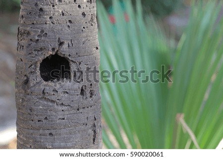 Palm tree hollowed out by a bird for a nest.