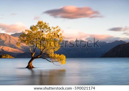 Beautiful tree inside the Lake Wanaka, New Zealand.