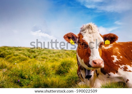 Cows graze on alpine hills in sun beams. Picturesque and gorgeous day scene. Location place Berner Oberland, Grindelwald, Switzerland. Artistic picture. Discover the world of beauty.