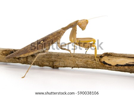 Image of brown mantis on white background