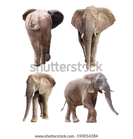 African elephants isolated on white - Collage of four different positions