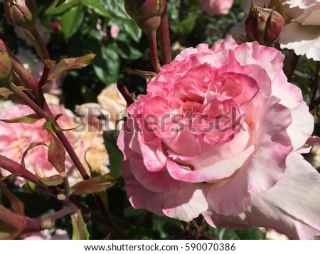 Beautiful exotic vibrant roses
