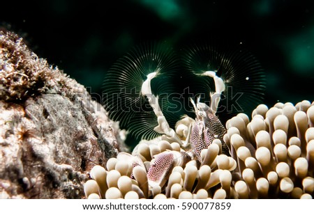  macro picture small animals anemone crab feeding anemone stone reefs nature sea Brown 