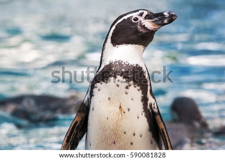 Humboldt Penguin on the shore with water on background