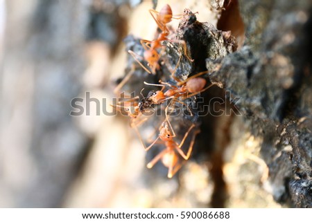 The red ants eating (Selective focus)