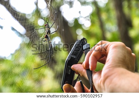 Traveler taking pictures of a large tropical spider.