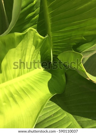 Leaves Royalty-Free Stock Photo #590110037