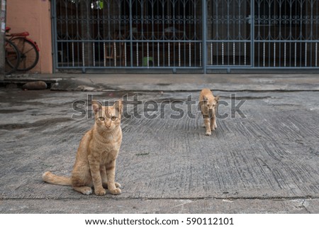 Two Orange cat on the street