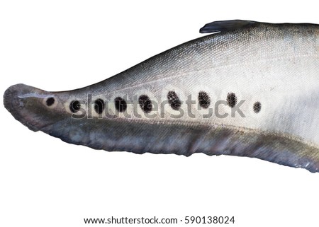 tail of Pangasius isolated on white