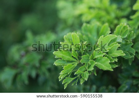 fresh green leaf shoot in the park background