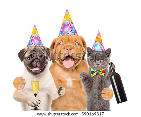 Group of pets in birthday hat with a bottle of  wine and glass of champagne. isolated on white background