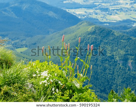 Different mountain flowers and grass on the edge of the mountain slope on a blurred background of the mountain valley in the Tatras

