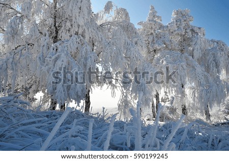 Strong snow-covered birch trees in winter