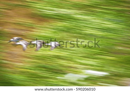 Flying bird. Abstract nature. Impressionist photo. Motion blur background. 