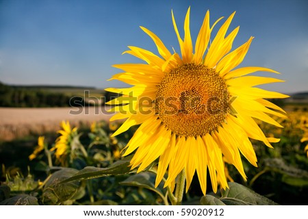 yellow sunflower on field and blue sky
