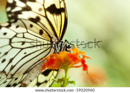 Idea Leuconoe butterfly also known as white tree nymph or paper kite butterfly
