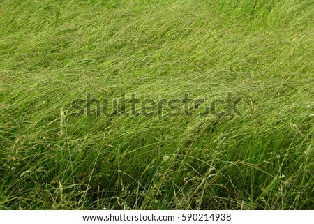 Soft green grass. Spring meadow.
