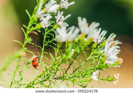 Ladybird on the white flower