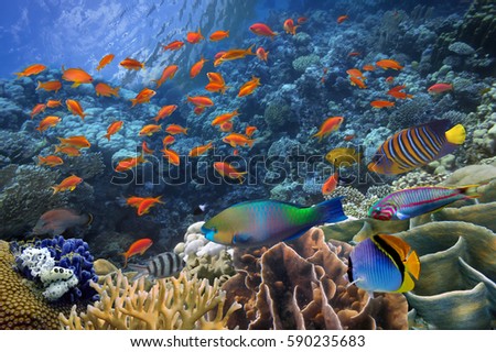 Photo of a tropical Fish on a coral reef. Red Sea