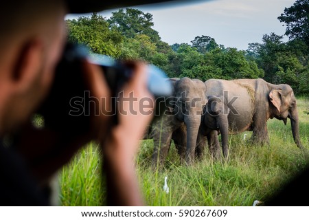 Taking pictures of a herd of elephants in Yala National Park, Sri Lanka Royalty-Free Stock Photo #590267609