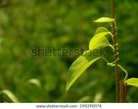spring,sprout,tendril Royalty-Free Stock Photo #590290076
