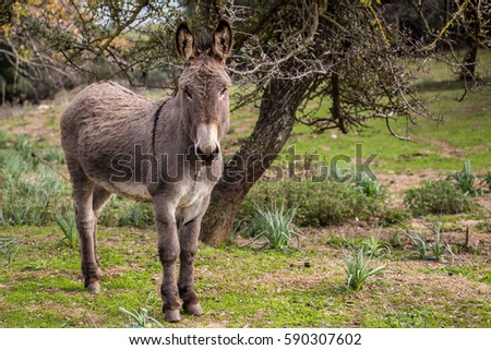 Donkey