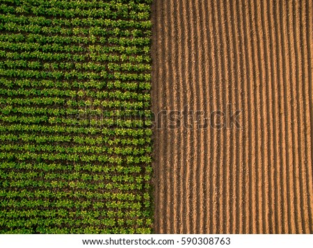 Aerial view ; Rows of soil before planting.Furrows row pattern in a plowed field prepared for planting crops in spring.Horizontal view in perspective. Royalty-Free Stock Photo #590308763