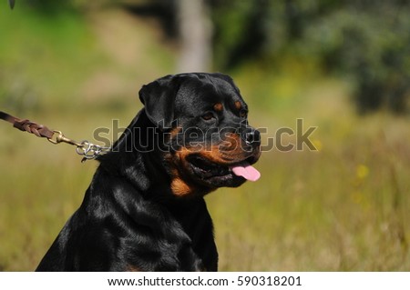 Portrait of purebred rottweiler dog, outdoor photography.