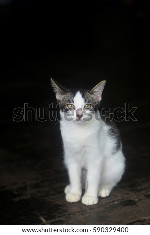 Cute domestic cat sitting on the wooden floor with soft dark background for copyspace. (Selective focusing)