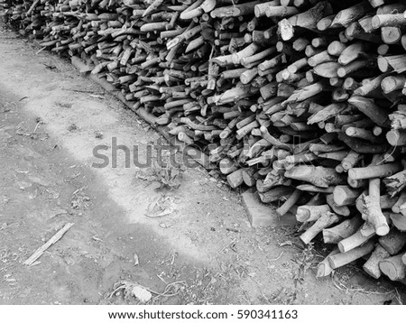 Stock woods trees with grounds black and white filters images backgrounds