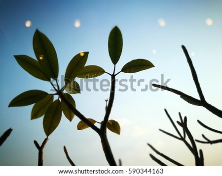 shadow leaf wiht orange bokeh and sky background