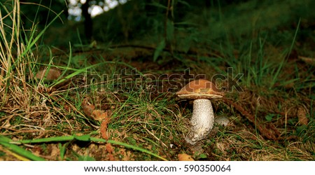 Mushroom Boletus young tight growing in the forest. 