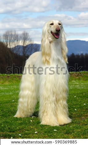 Beautiful white Afghan hound dog in the meadow.