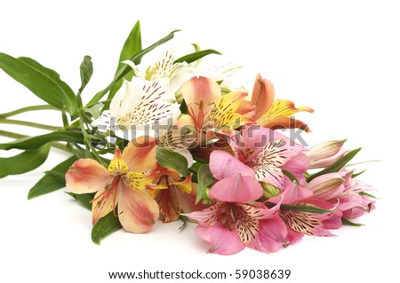 meadow flowers isolated on white background