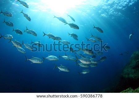 School of Fish Royalty-Free Stock Photo #590386778