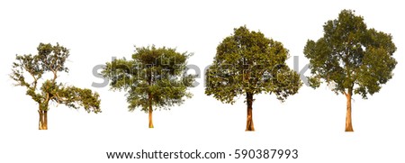  Pack four tree on white sky background. The nature of tree